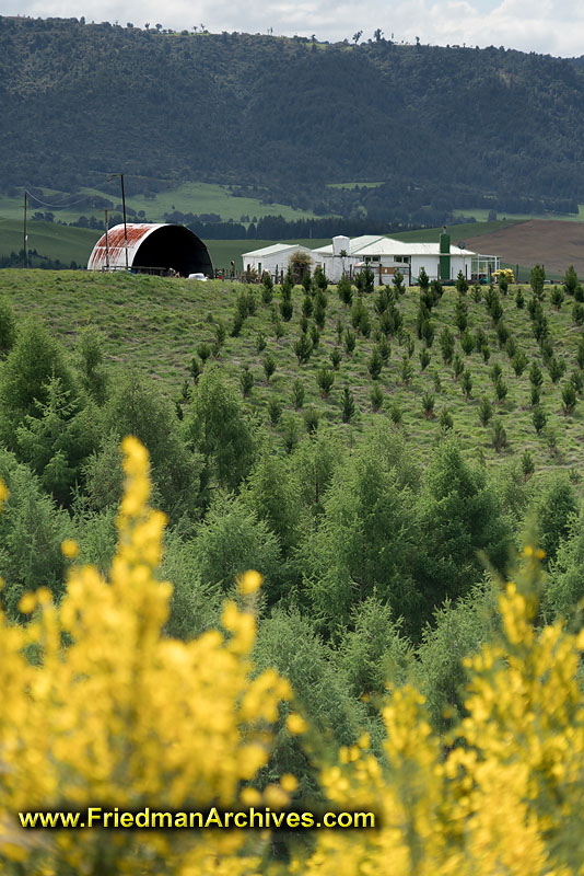 farm,trees,yellow,landscape,farmhouse,hills,rolling,